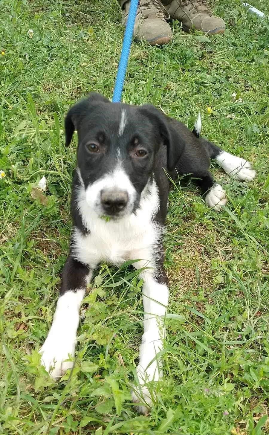 Tokyo β 9 maand, male young Mixed Breed for adoption at stichting Idemo