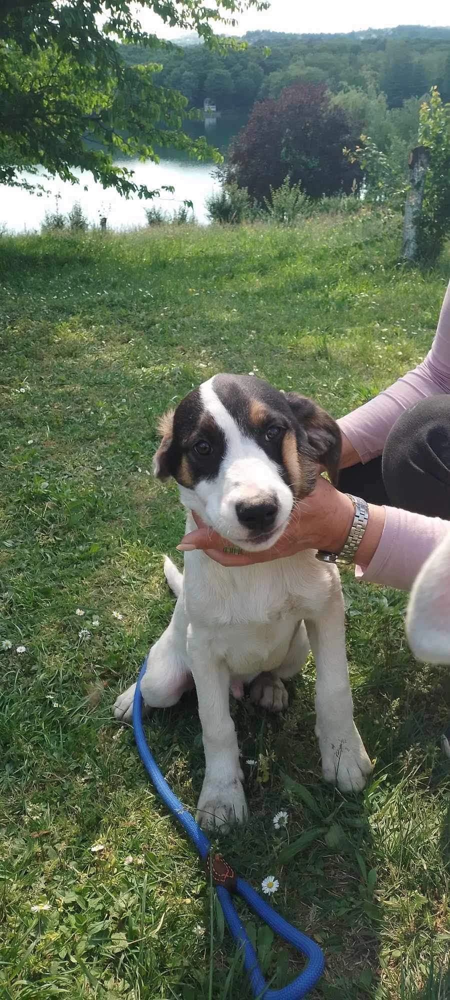 Denver β 9 maand, female young Mixed Breed for adoption at stichting Idemo