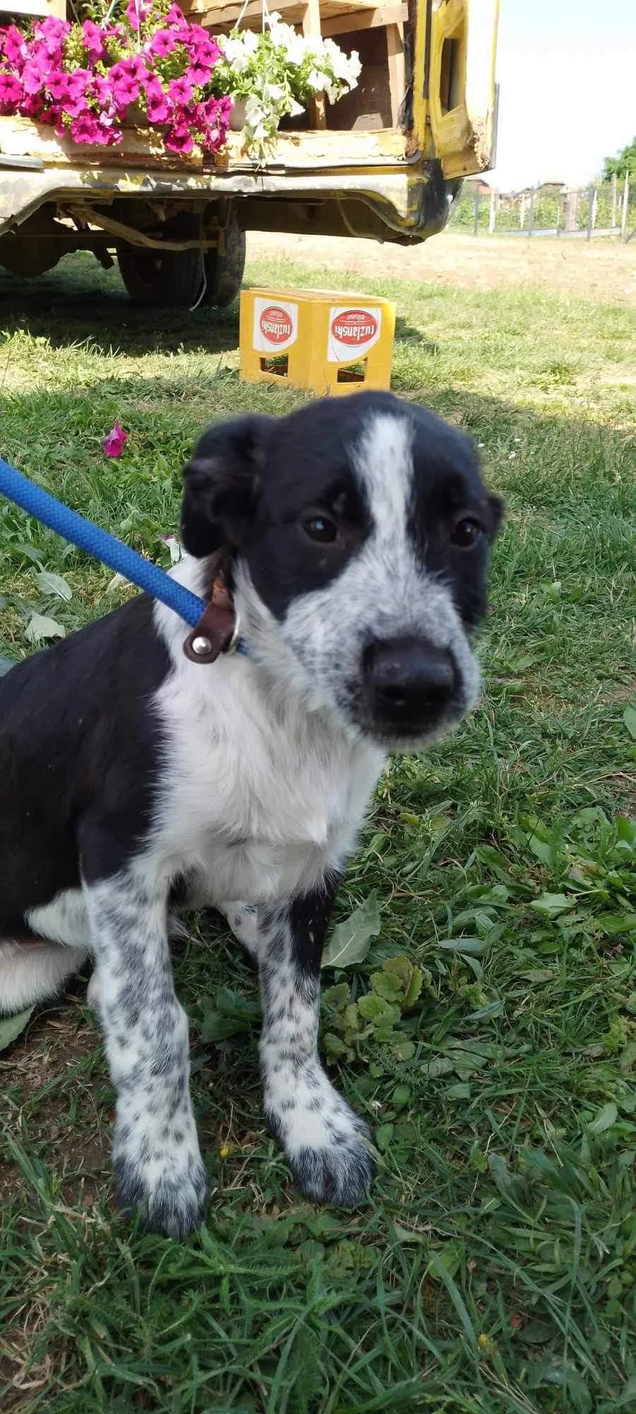 Mauro β 9 maand, male young Mixed Breed for adoption at stichting Idemo