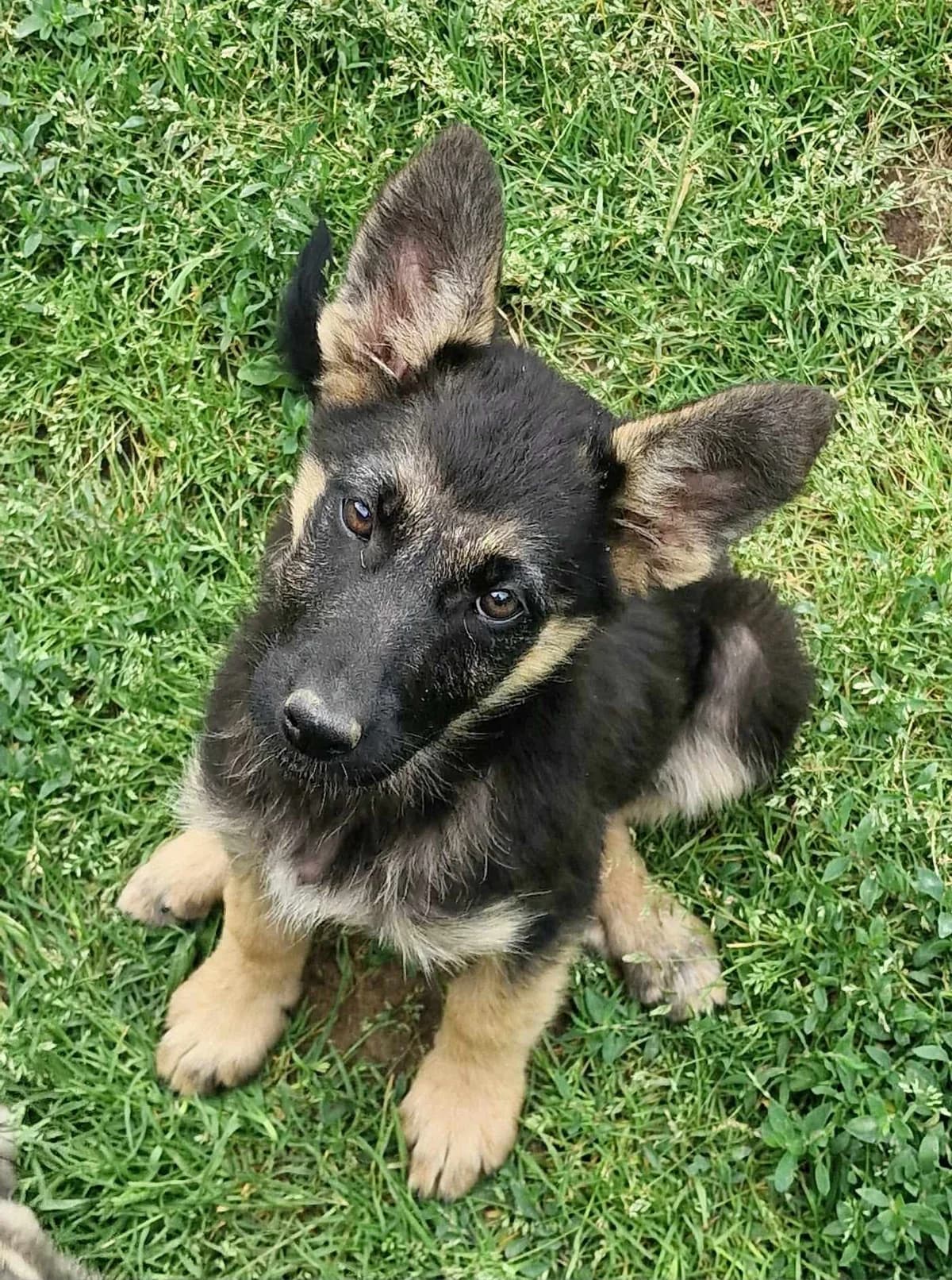 Masha, female young Mixed Breed for adoption at stichting Idemo