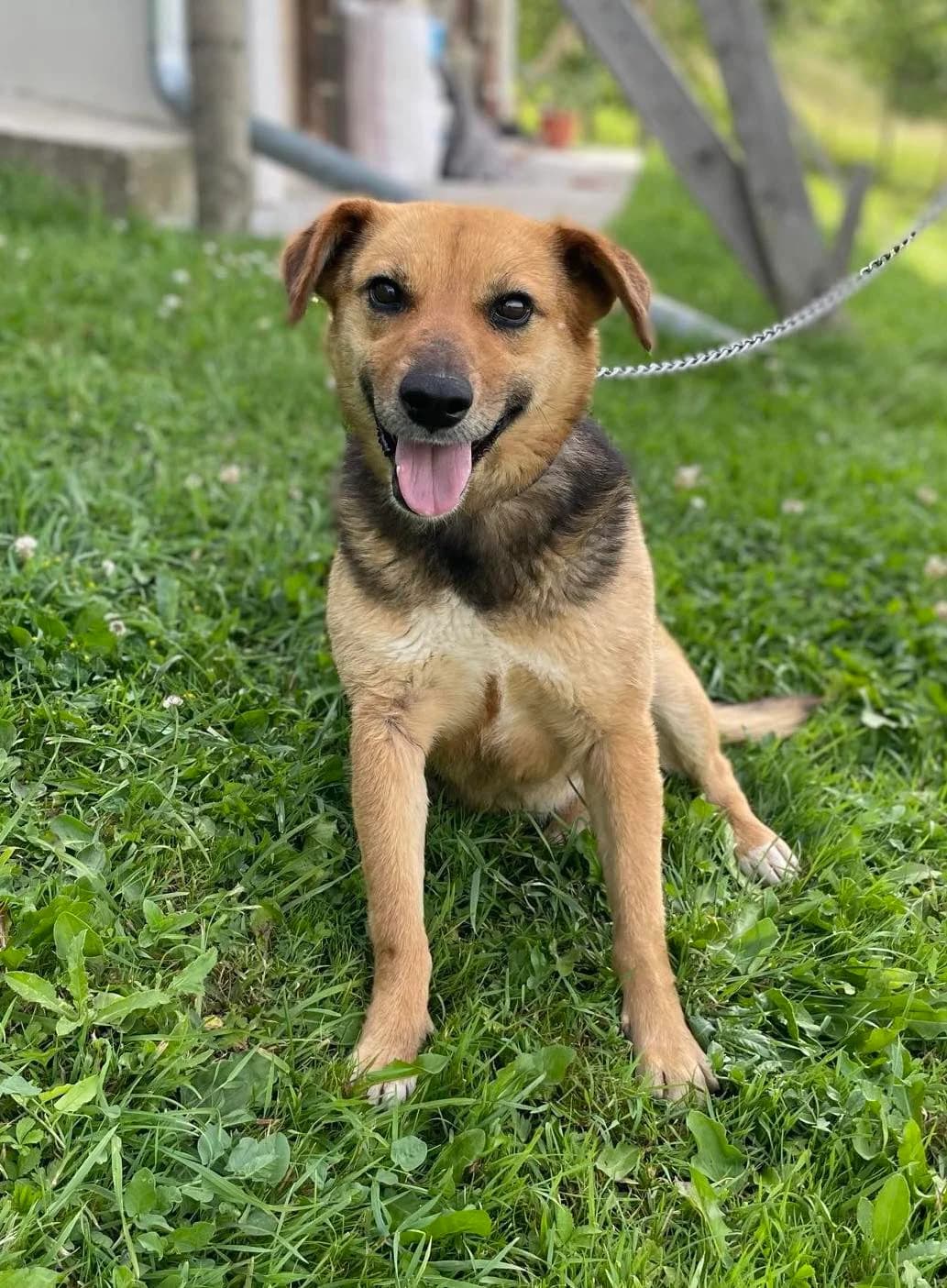 Zeeva, female 4yo Mixed Breed for adoption at stichting Idemo