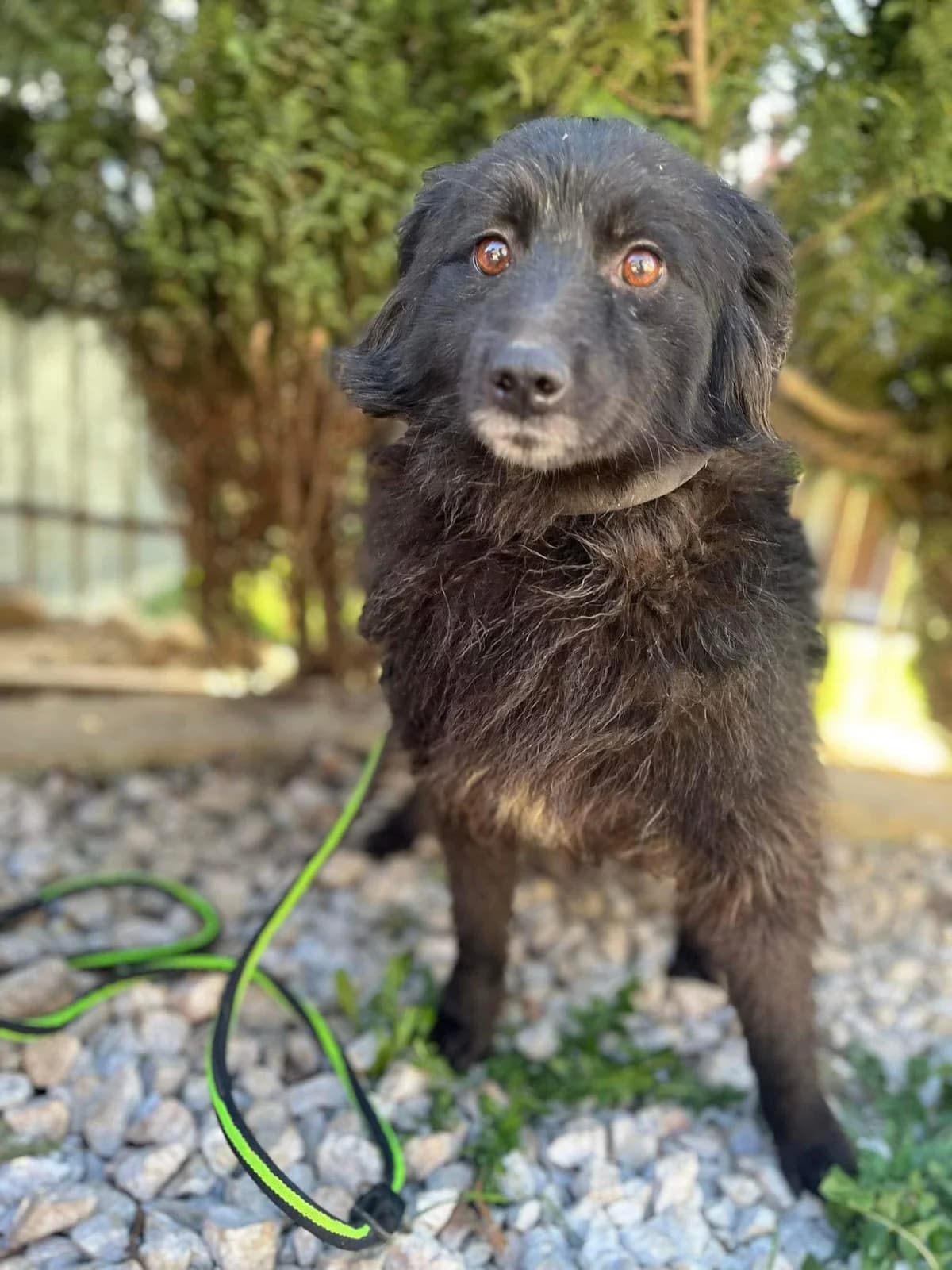 Luna β 2,5 jaar, female 5yo Mixed Breed for adoption at stichting Idemo