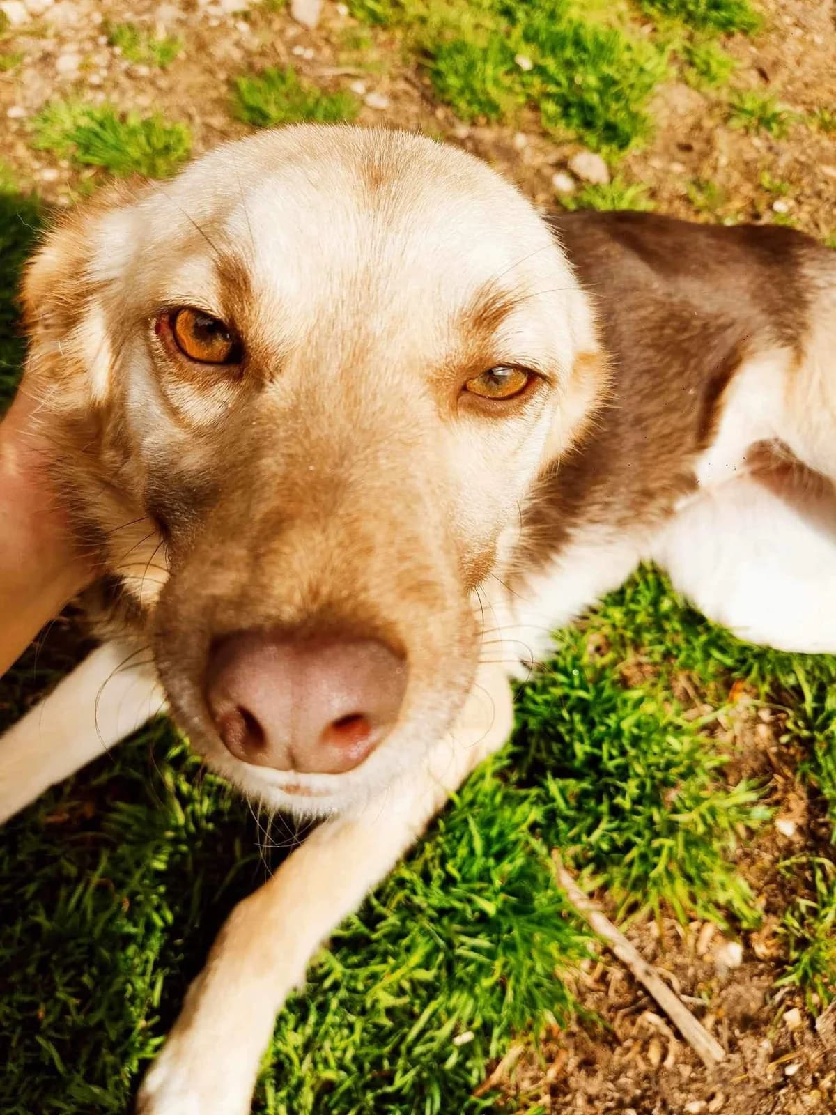 China β 1,5 jaar, female 3yo Mixed Breed for adoption at stichting Idemo