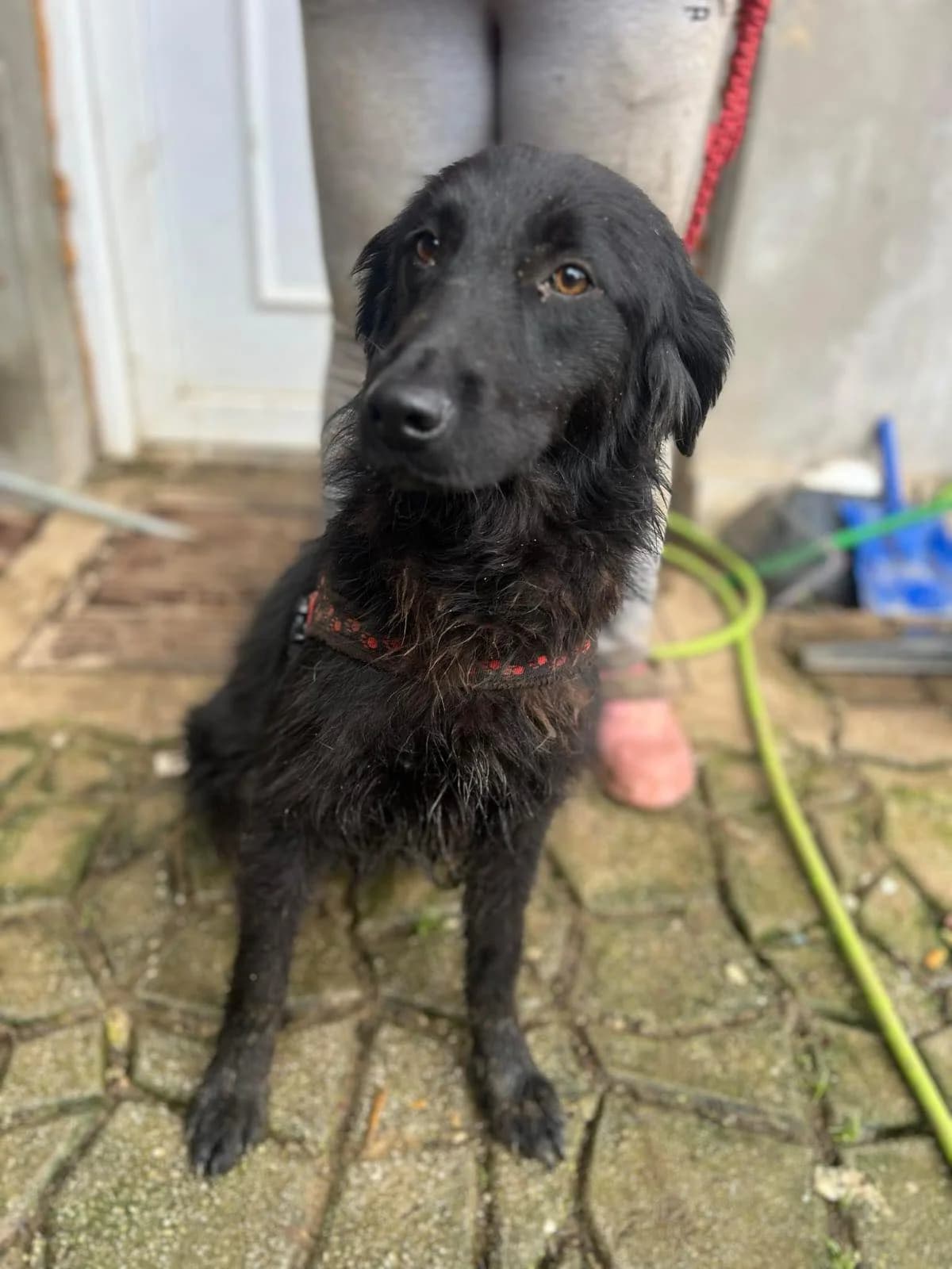 Loona, female 5yo Mixed Breed for adoption at stichting Idemo