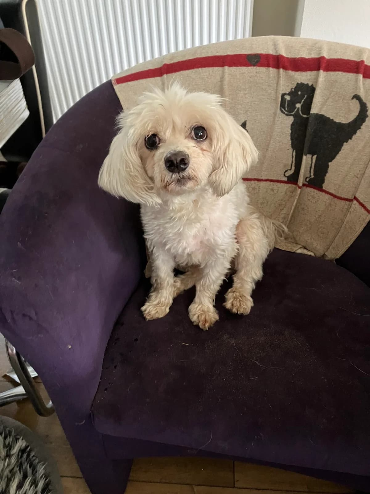 Pasha β 11 jaar, senior Mixed Breed for adoption at stichting Idemo