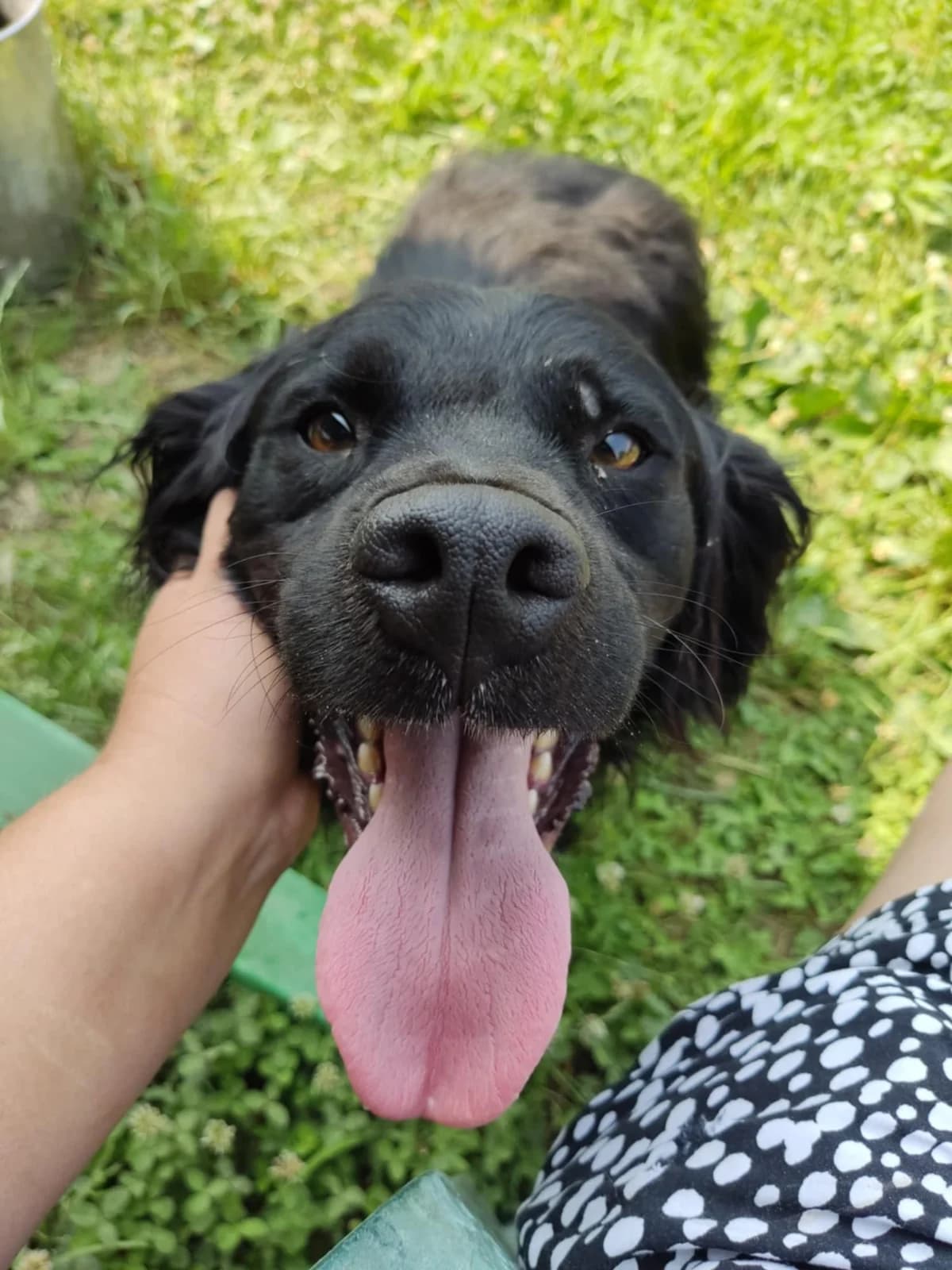 Aiko β 3jaar, male 5yo Mixed Breed for adoption at stichting Idemo