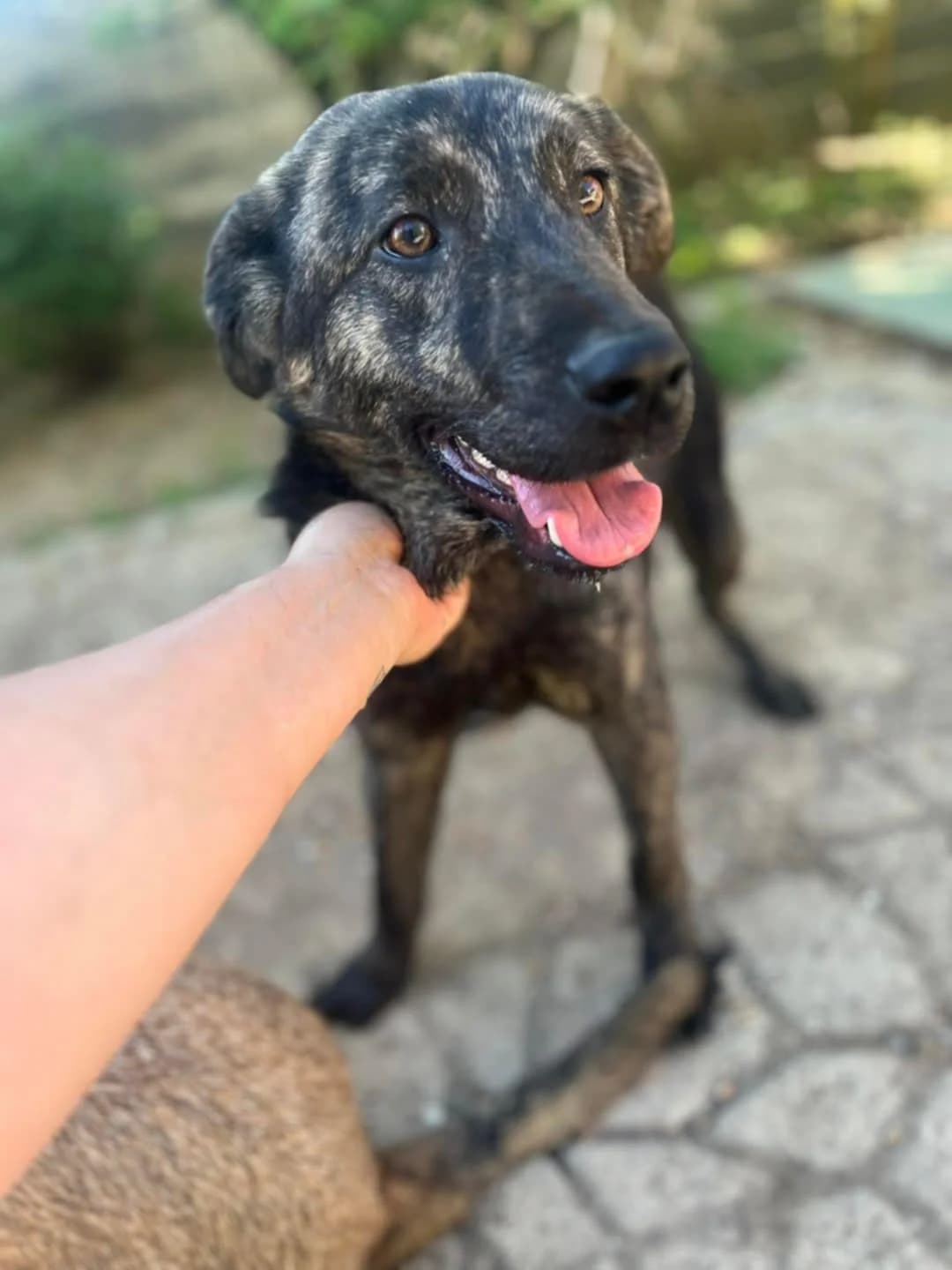 Lilaβ1 jaar, female young Mixed Breed for adoption at stichting Idemo
