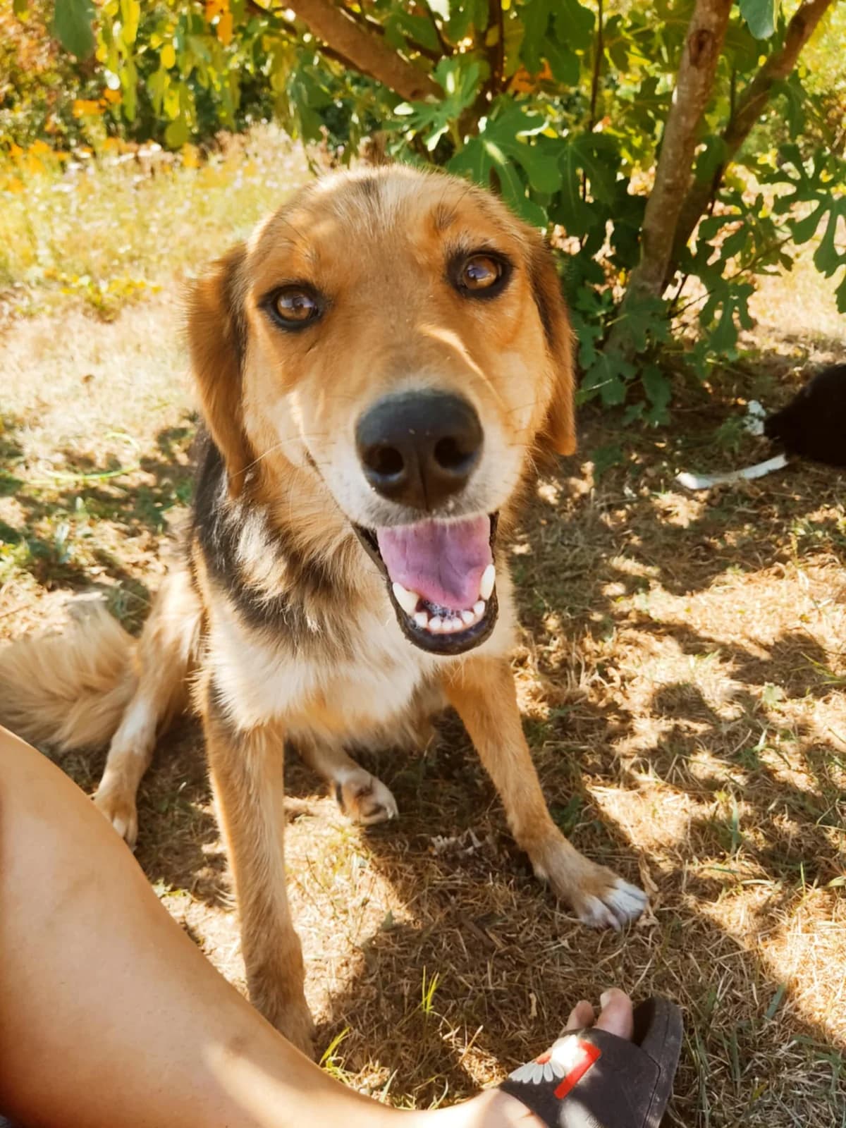Niki♀3jaar, Mixed Breed (stichting Idemo)