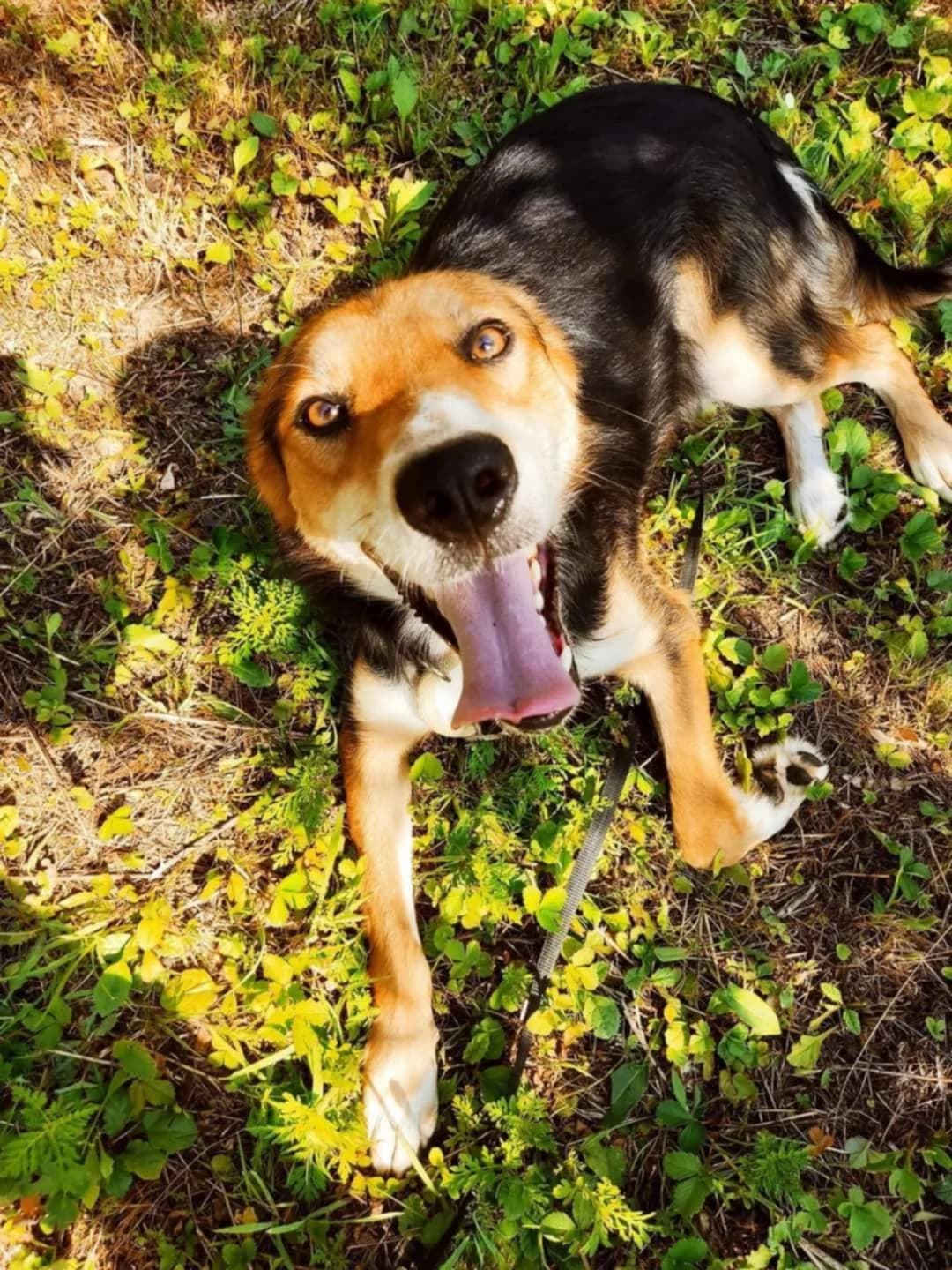 Nikoβ3 jaar, male 3yo Mixed Breed for adoption at stichting Idemo
