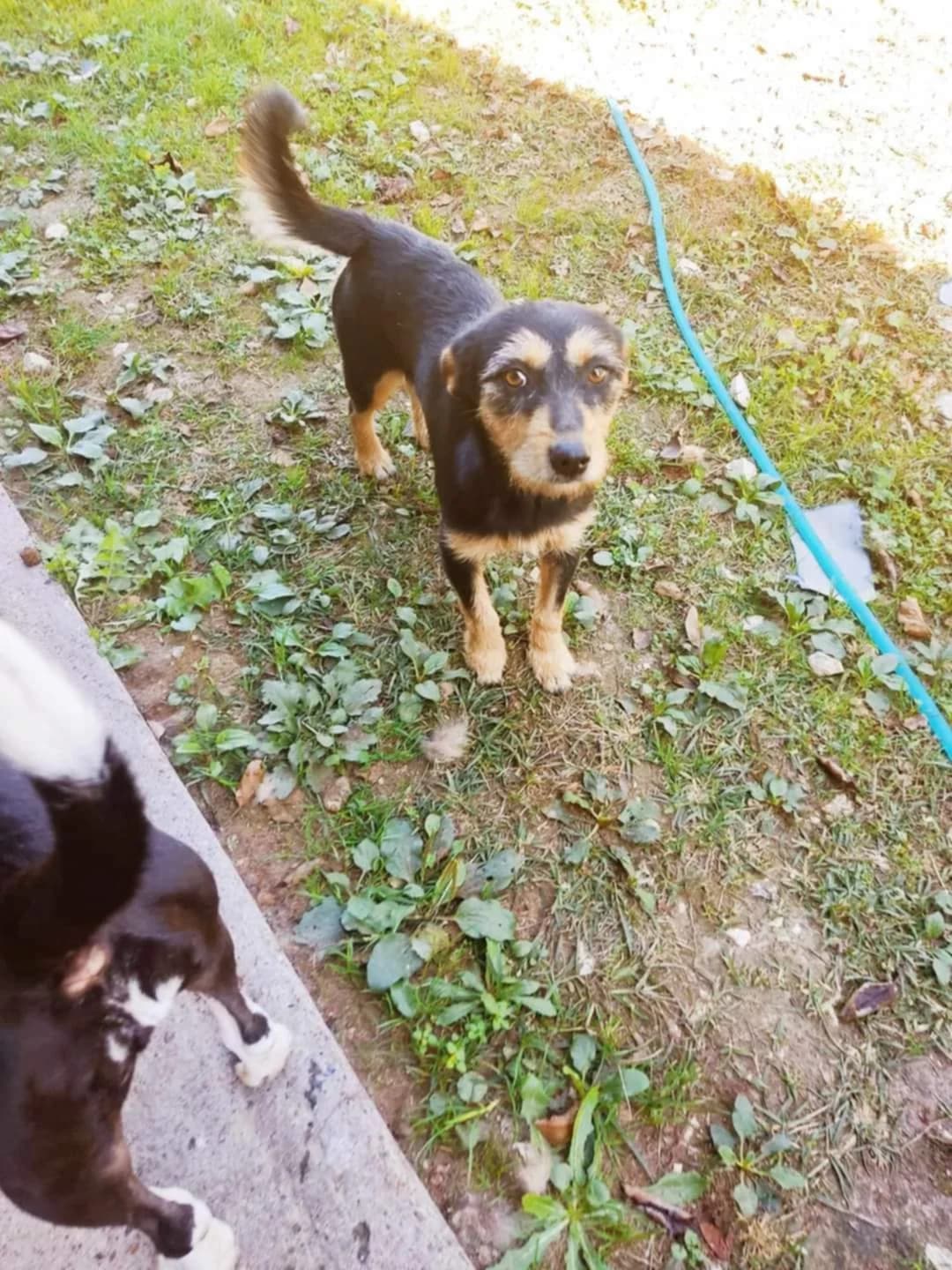 malu♀3 jaar, Mixed Breed (stichting Idemo)