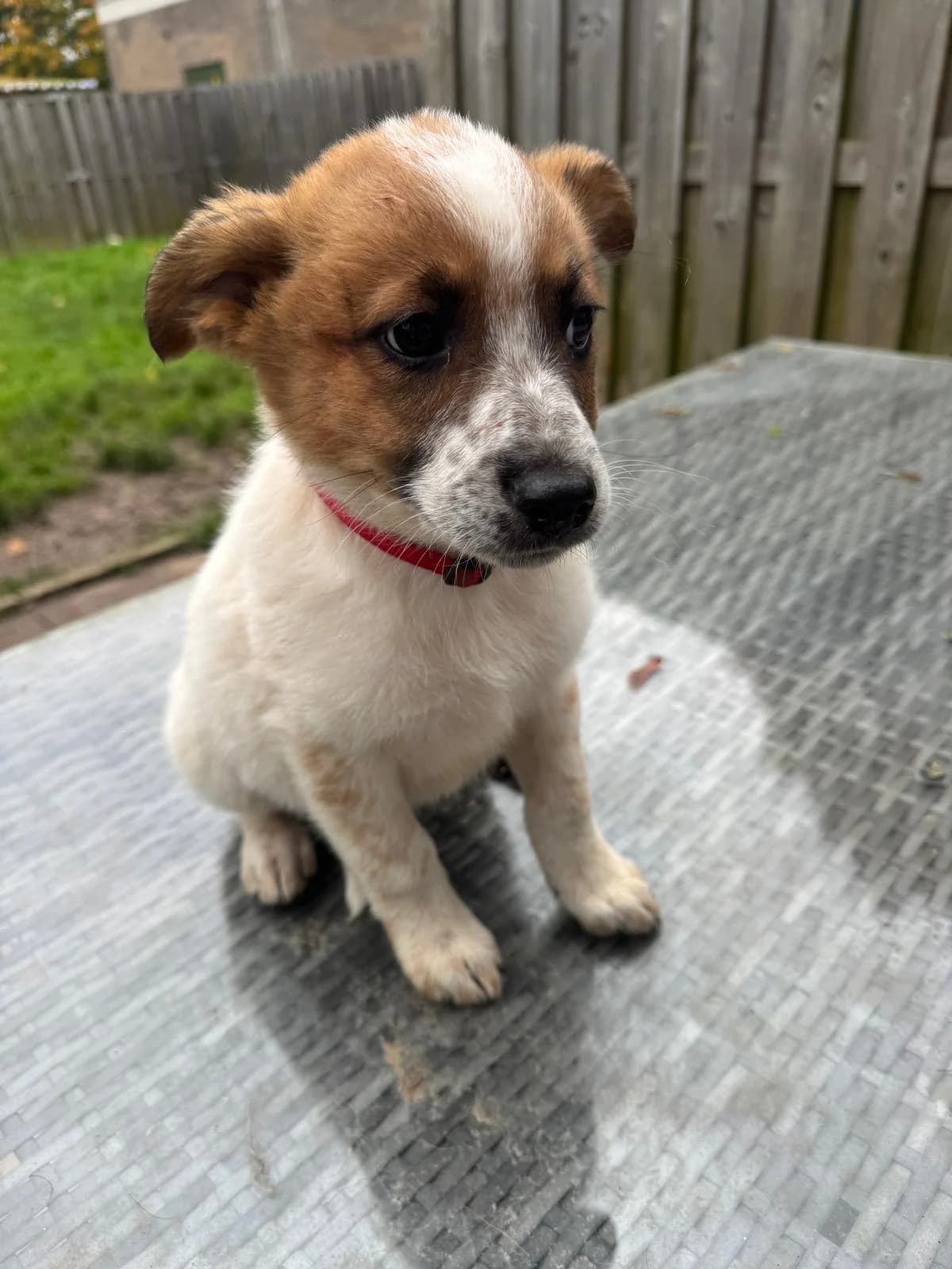 Bink βpupje, male young Mixed Breed for adoption at stichting Idemo