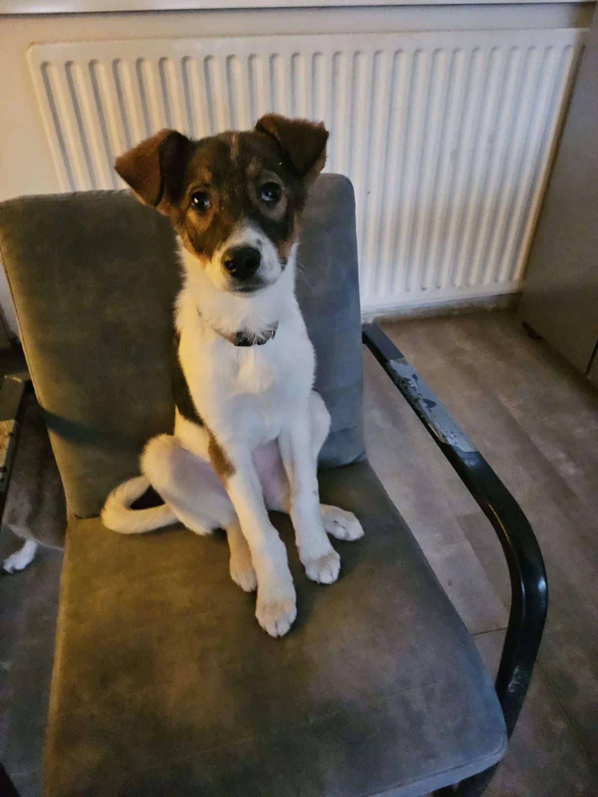 Coco βpupje, female young Mixed Breed for adoption at stichting Idemo