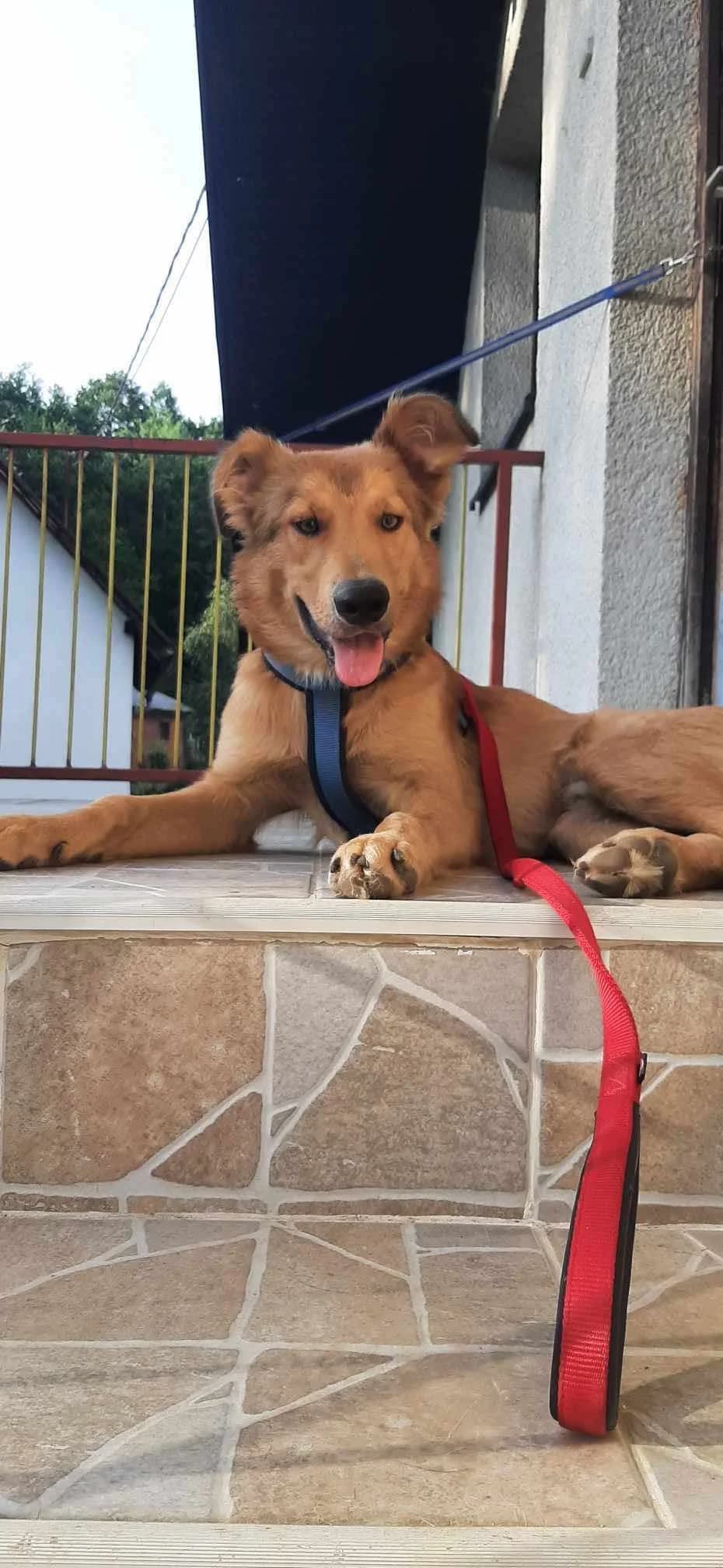 Wulfi β 1,5 jaar, male young Mixed Breed for adoption at stichting Idemo