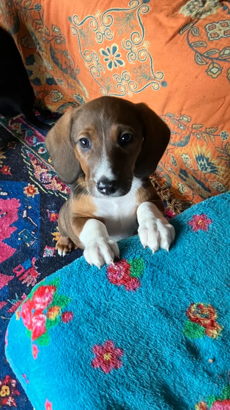 Luisa pupje, chocolade female young Mixed Breed for adoption at stichting Idemo