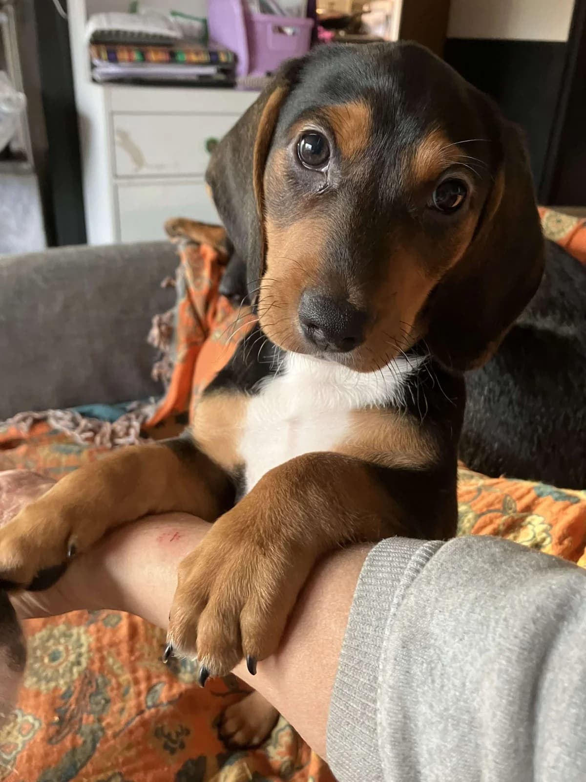 Rowan pupje, Mixed Breed (stichting Idemo)