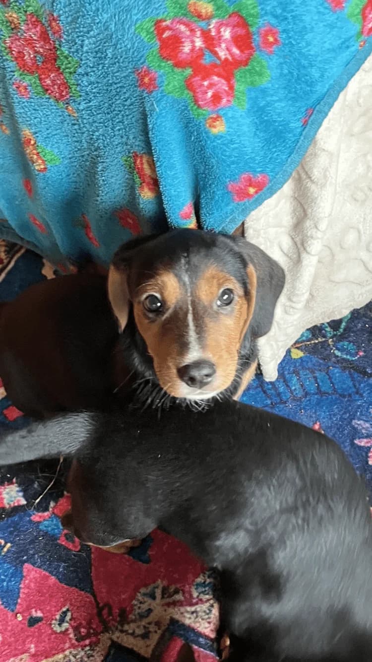 Mikai pupje, young Mixed Breed for adoption at stichting Idemo