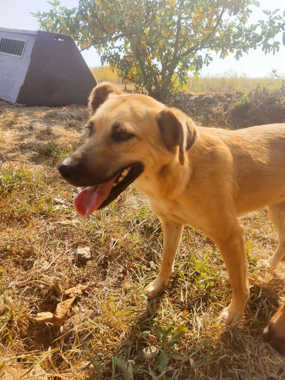 Lulu β 5 jaar, 5yo Mixed Breed for adoption at stichting Idemo