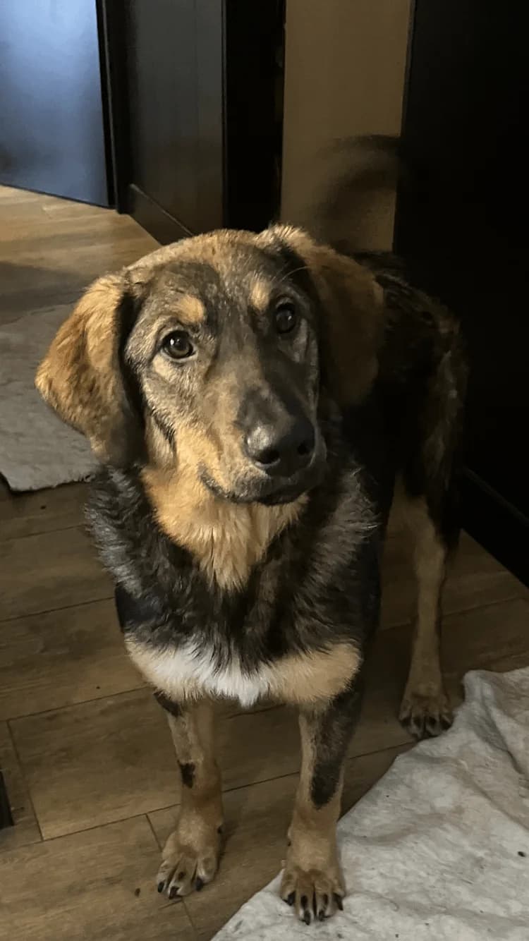 Valentijnβ 10 maanden, young Mixed Breed for adoption at stichting Idemo