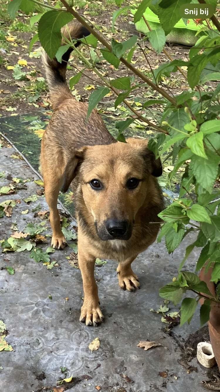 Flocki β 1 jaar, young Mixed Breed for adoption at stichting Idemo