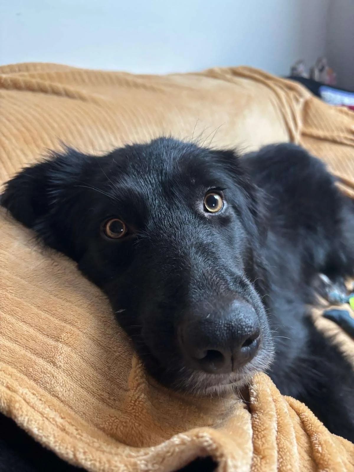 Isa β 3 jaar, 4yo Mixed Breed for adoption at stichting Idemo