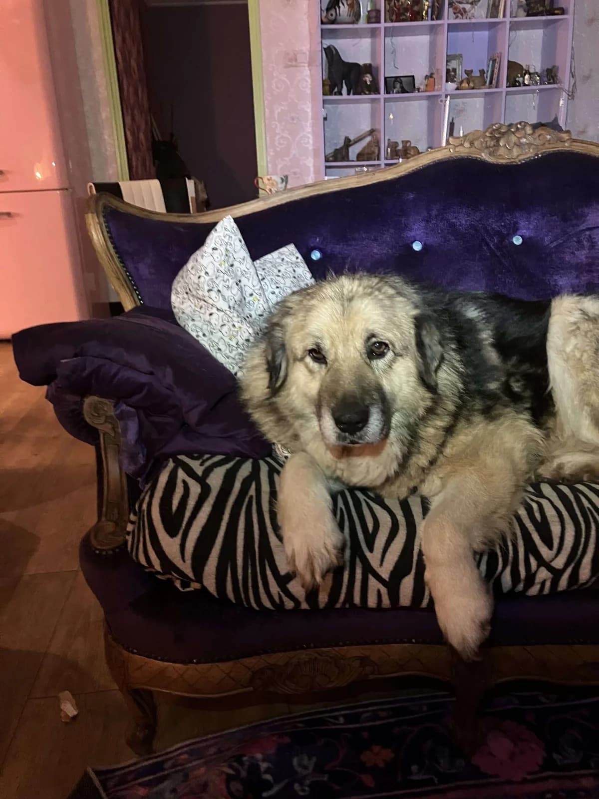 Rifa 6 jaar, 6yo Mixed Breed for adoption at stichting Idemo