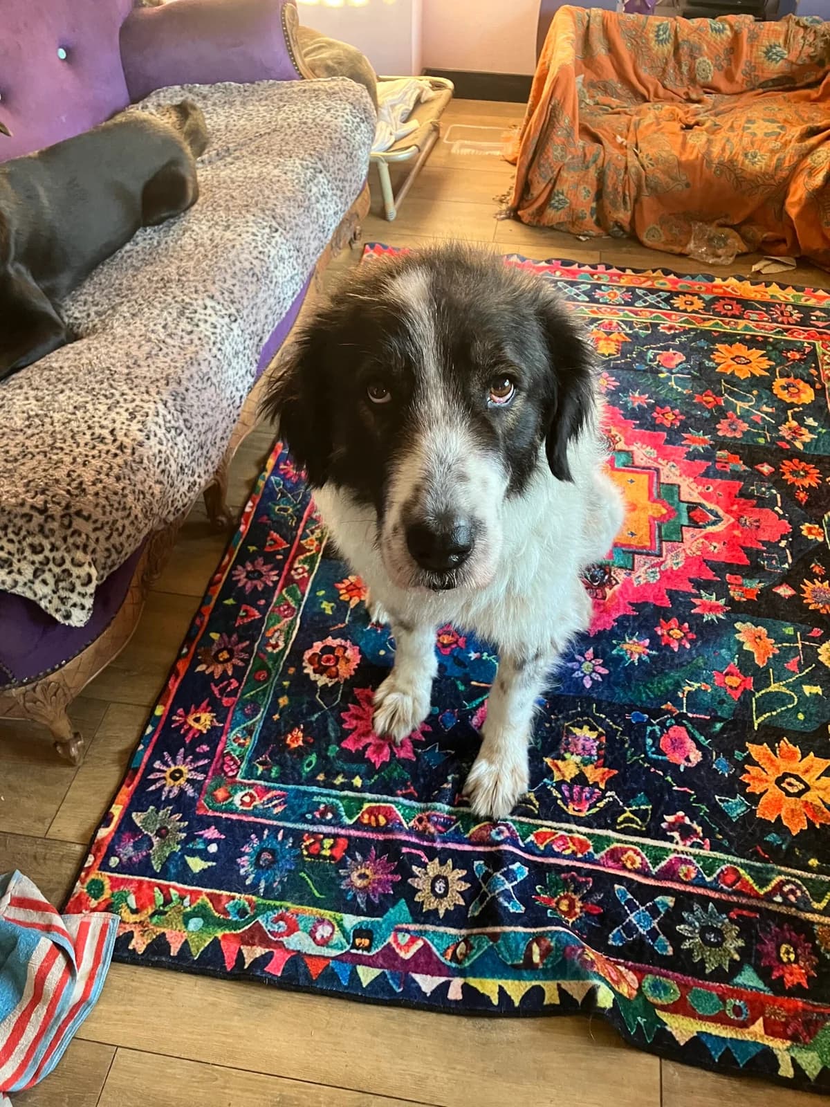 Albinaβ 6 jaar, 6yo Mixed Breed for adoption at stichting Idemo