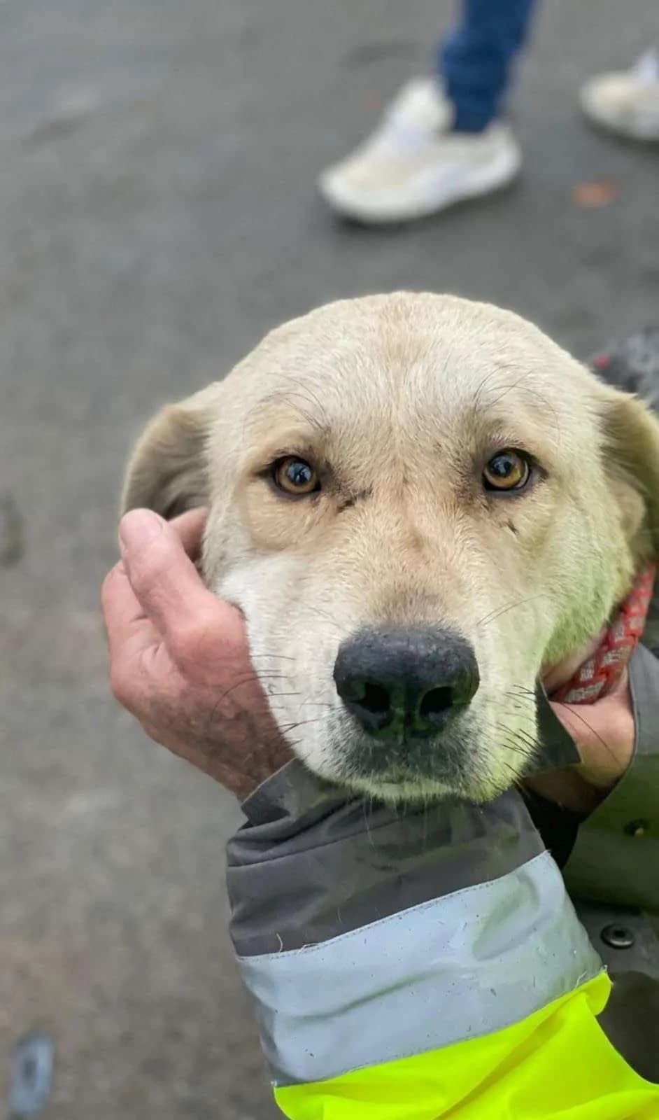 ZoΓ« β4 jaar, young Mixed Breed for adoption at stichting Idemo