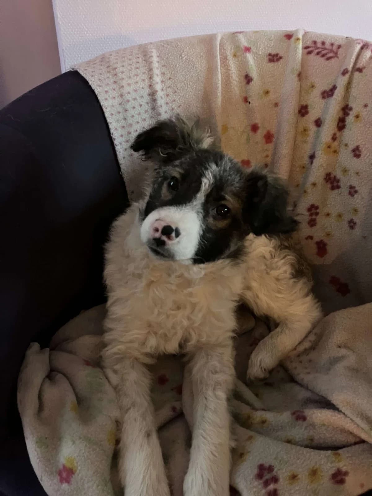 Ivy β pup, young Mixed Breed for adoption at stichting Idemo