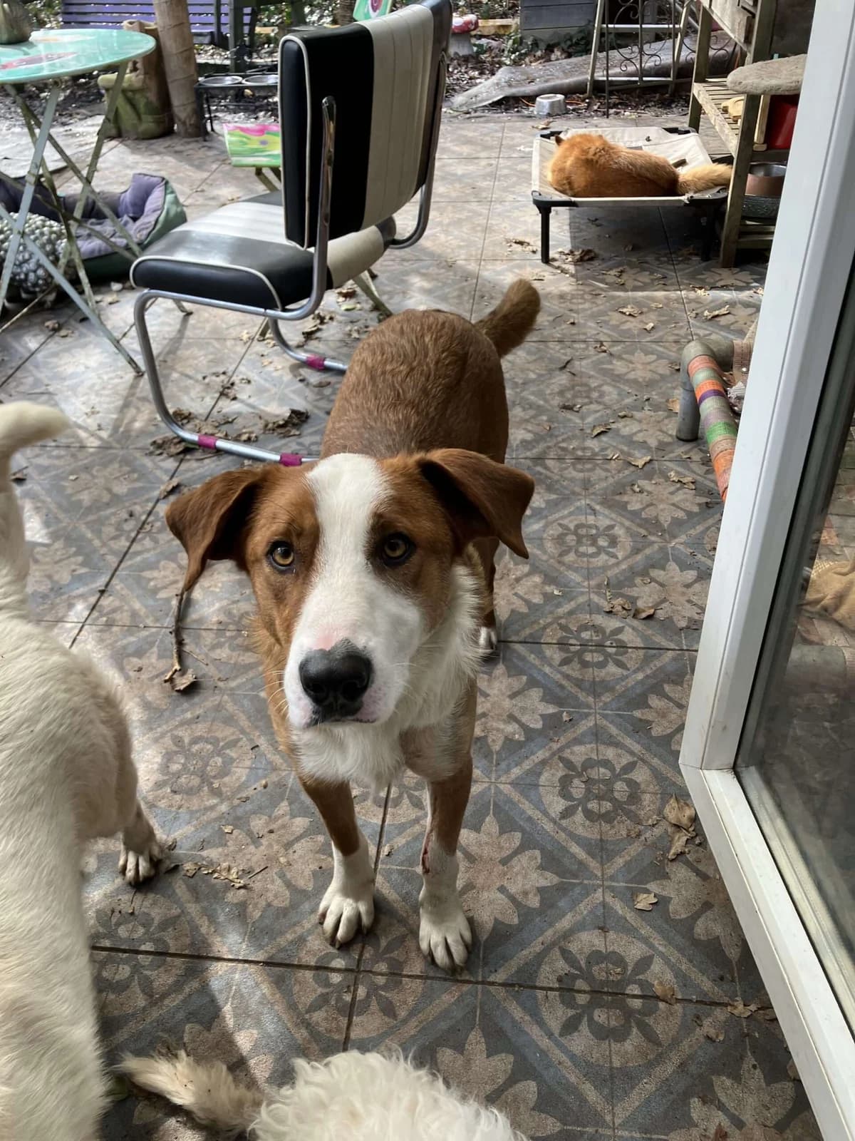 Letter ♂ 2 jaar, Mixed Breed (stichting Idemo)