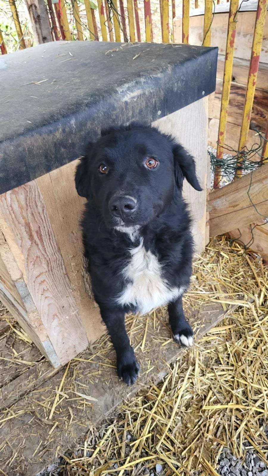 Paul ♂ 2 jaar, Mixed Breed (stichting Idemo)