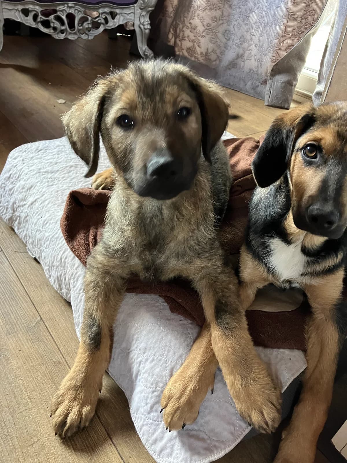 Ares ♂ pup, Mixed Breed (stichting Idemo)