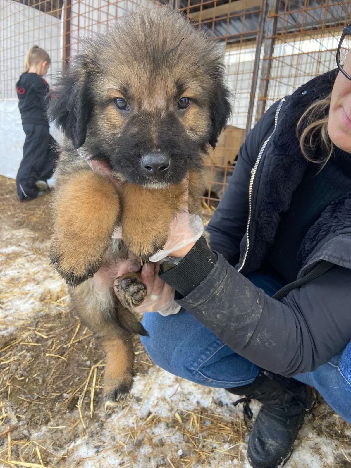 Ben β pup, young Mixed Breed for adoption at stichting Idemo