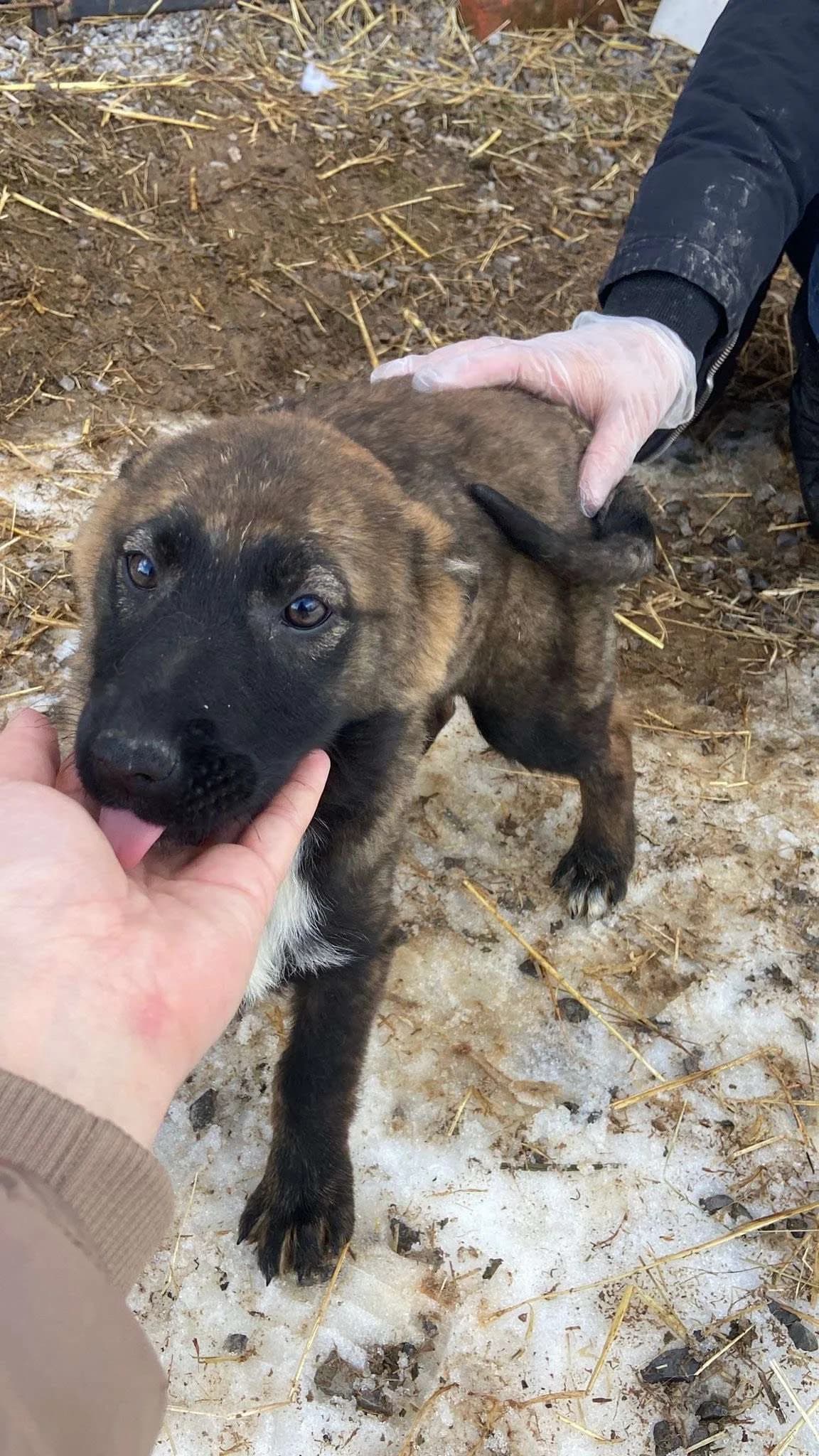 Zara β pup, young Mixed Breed for adoption at stichting Idemo