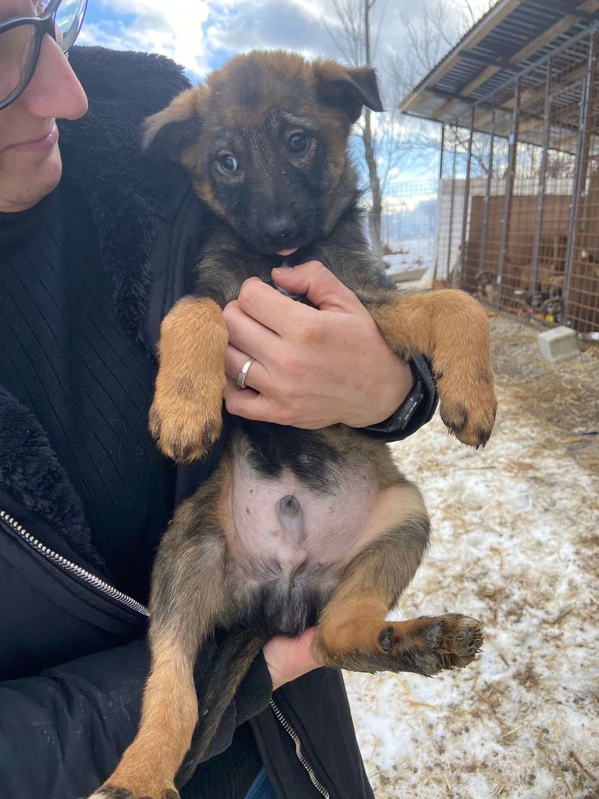 Hugo ♂ pup, Mixed Breed (stichting Idemo)