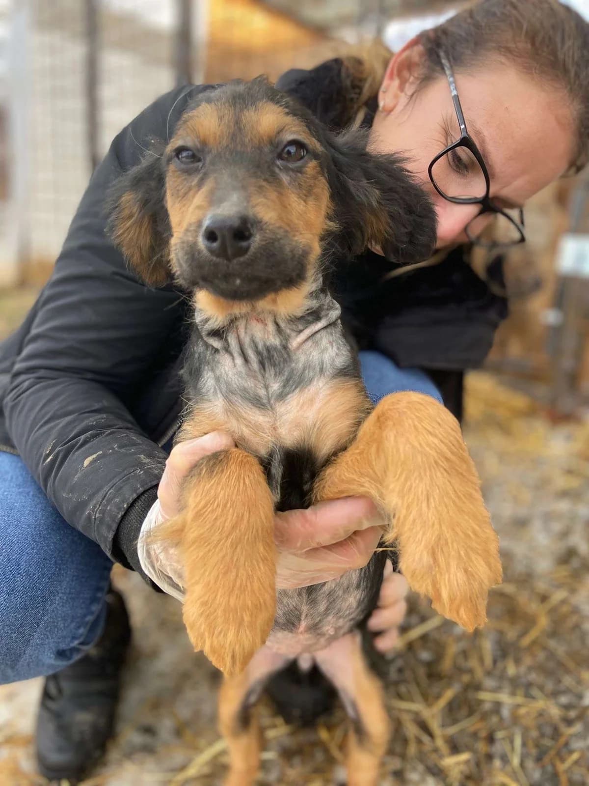Alva β pup, young Mixed Breed for adoption at stichting Idemo