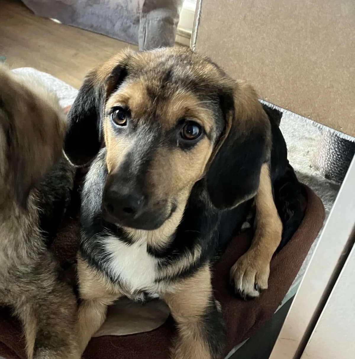 Rusty β 8 mnd, young Mixed Breed for adoption at stichting Idemo