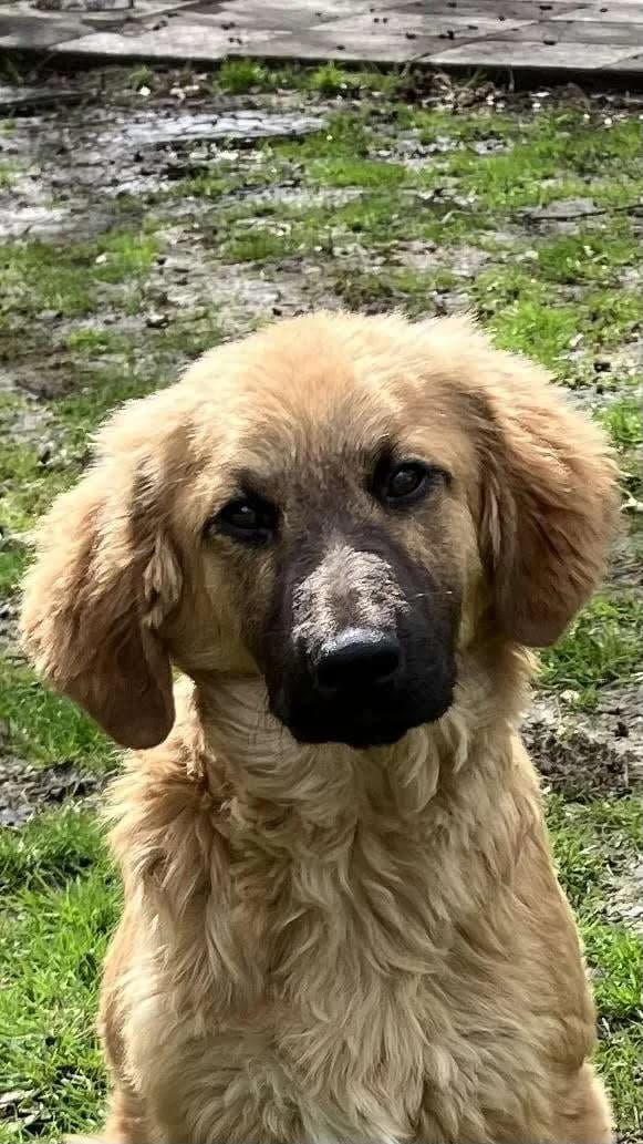 Pacoβ pup, young Mixed Breed for adoption at stichting Idemo