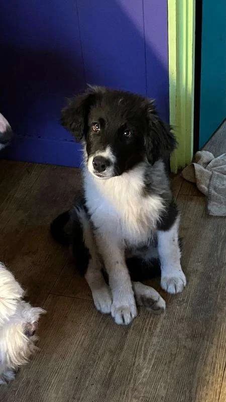 Odin β pup, young Mixed Breed for adoption at stichting Idemo