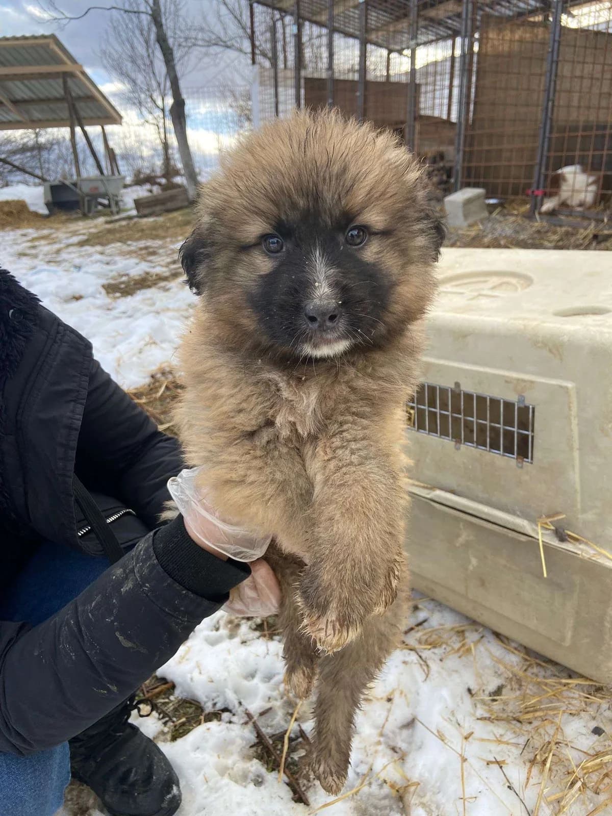Finn β pup, young Mixed Breed for adoption at stichting Idemo