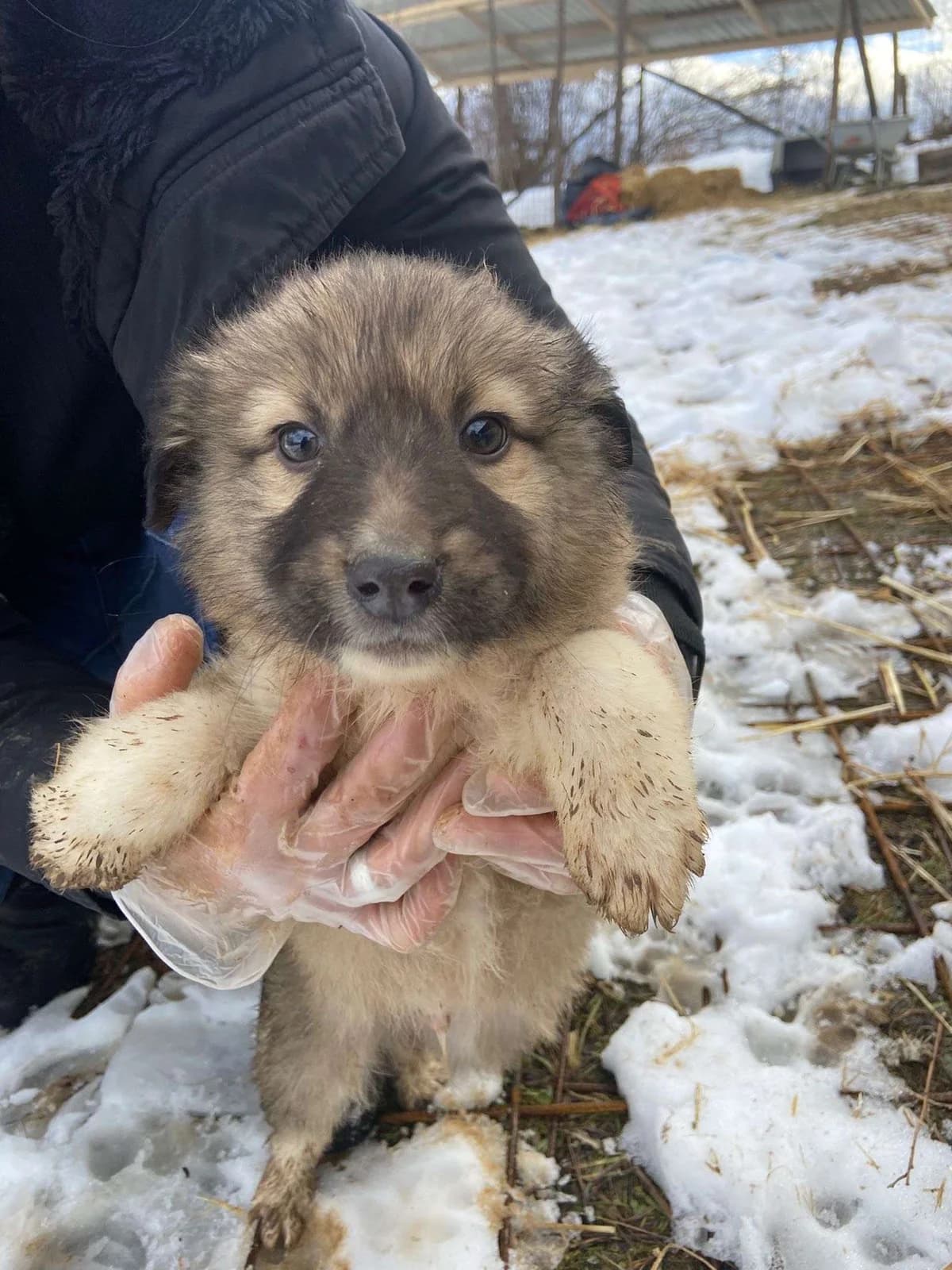 Rio β pup, young Mixed Breed for adoption at stichting Idemo