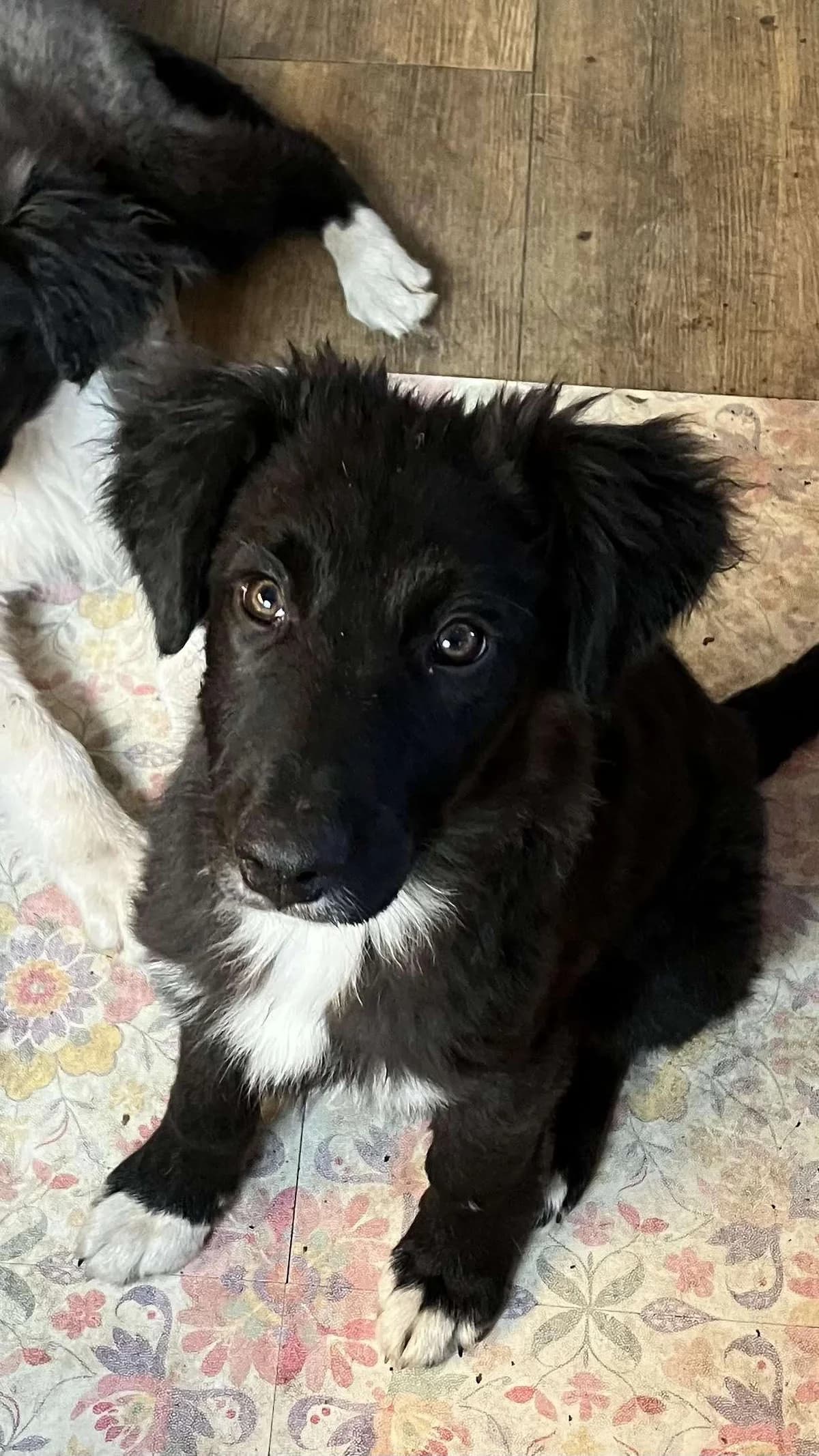 Nova ♀ pup, Mixed Breed (stichting Idemo)