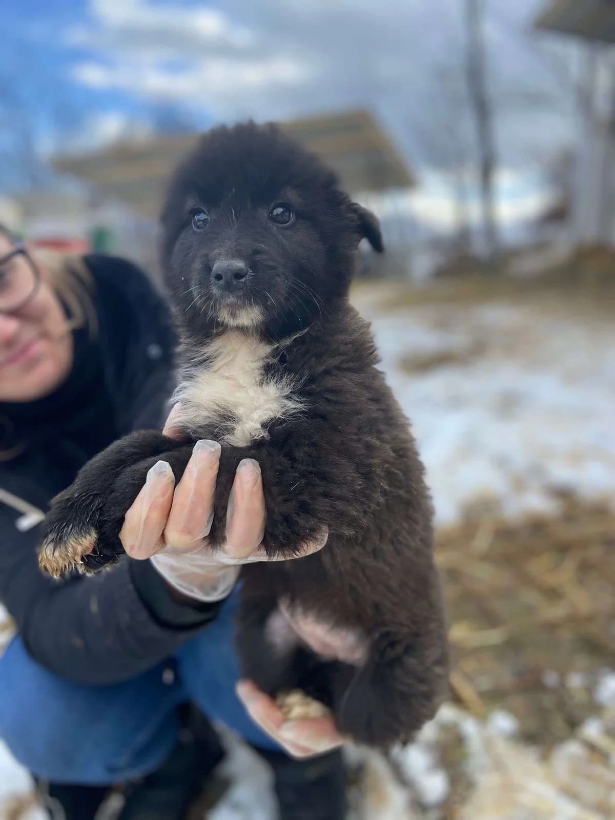 Juna β pup, young Mixed Breed for adoption at stichting Idemo