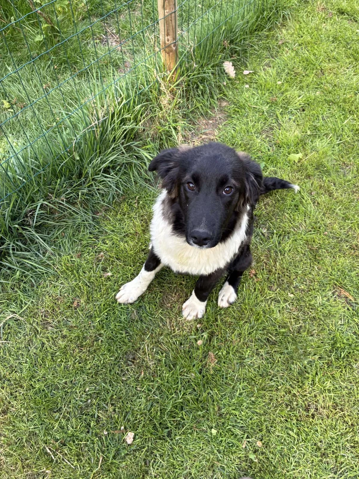 Lexi β 6 maanden, young Mixed Breed for adoption at stichting Idemo