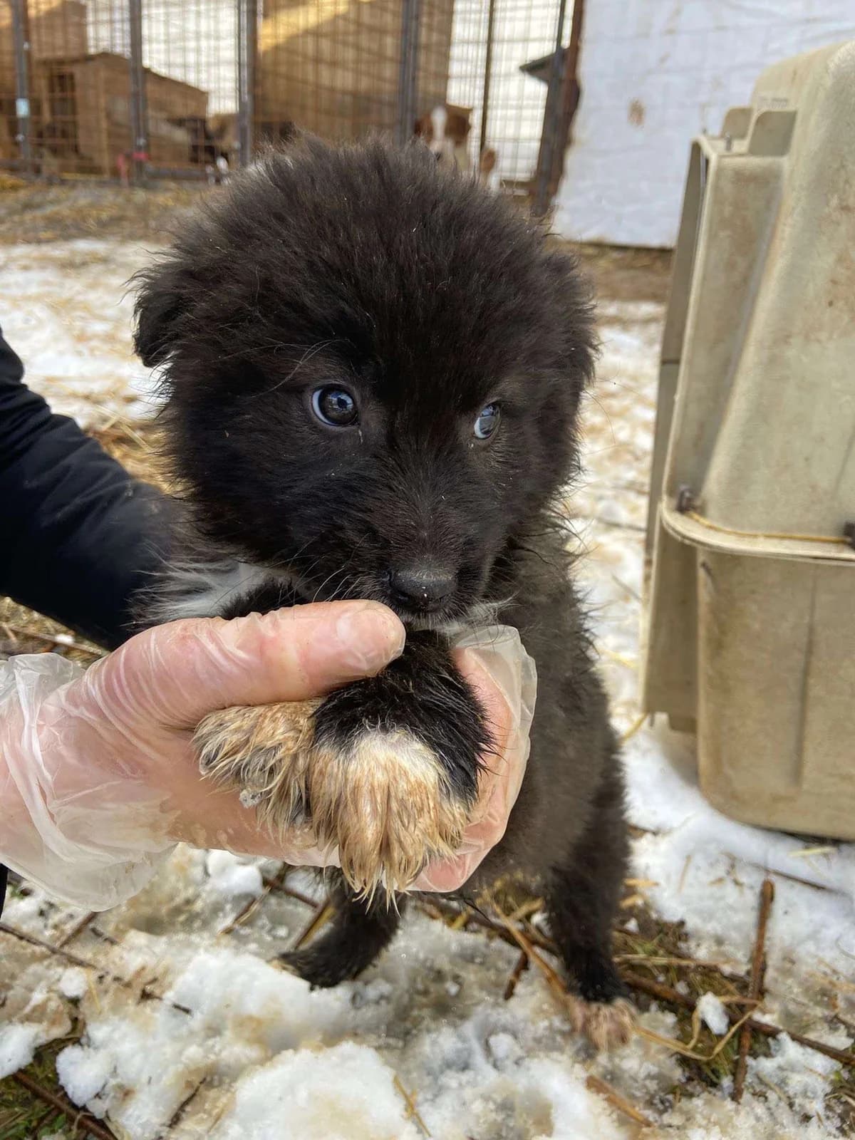Maja ♀ pup, Mixed Breed (stichting Idemo)