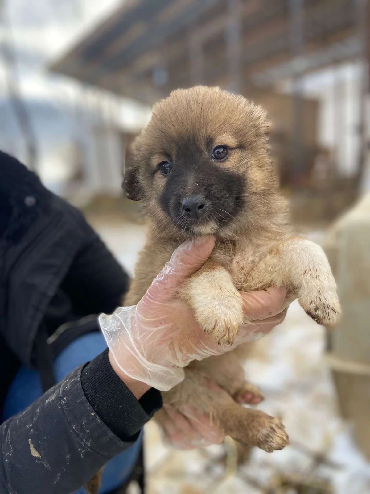Sookie♀pup, young Mixed Breed for adoption at stichting Idemo