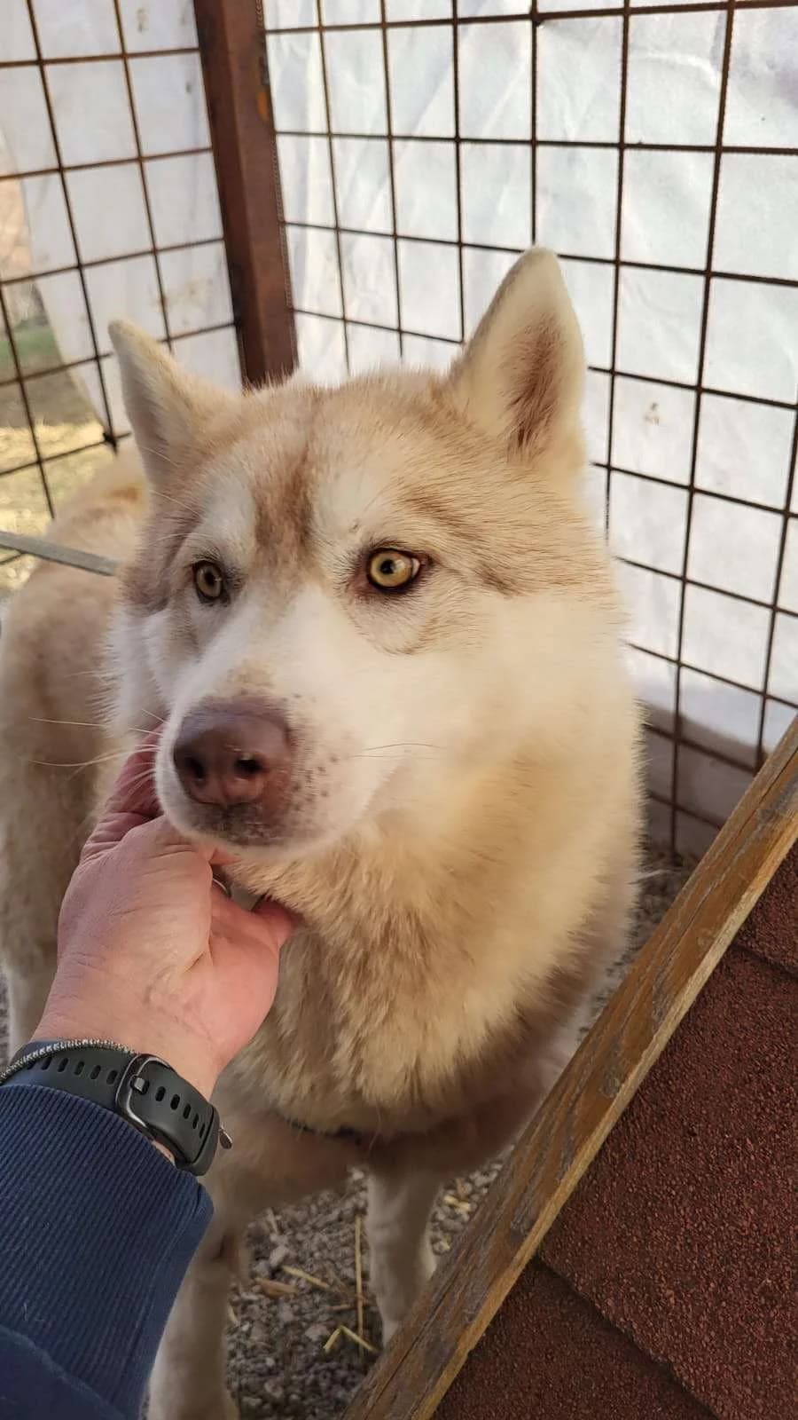 Molly ♀ 2 jaar, Mixed Breed (stichting Idemo)