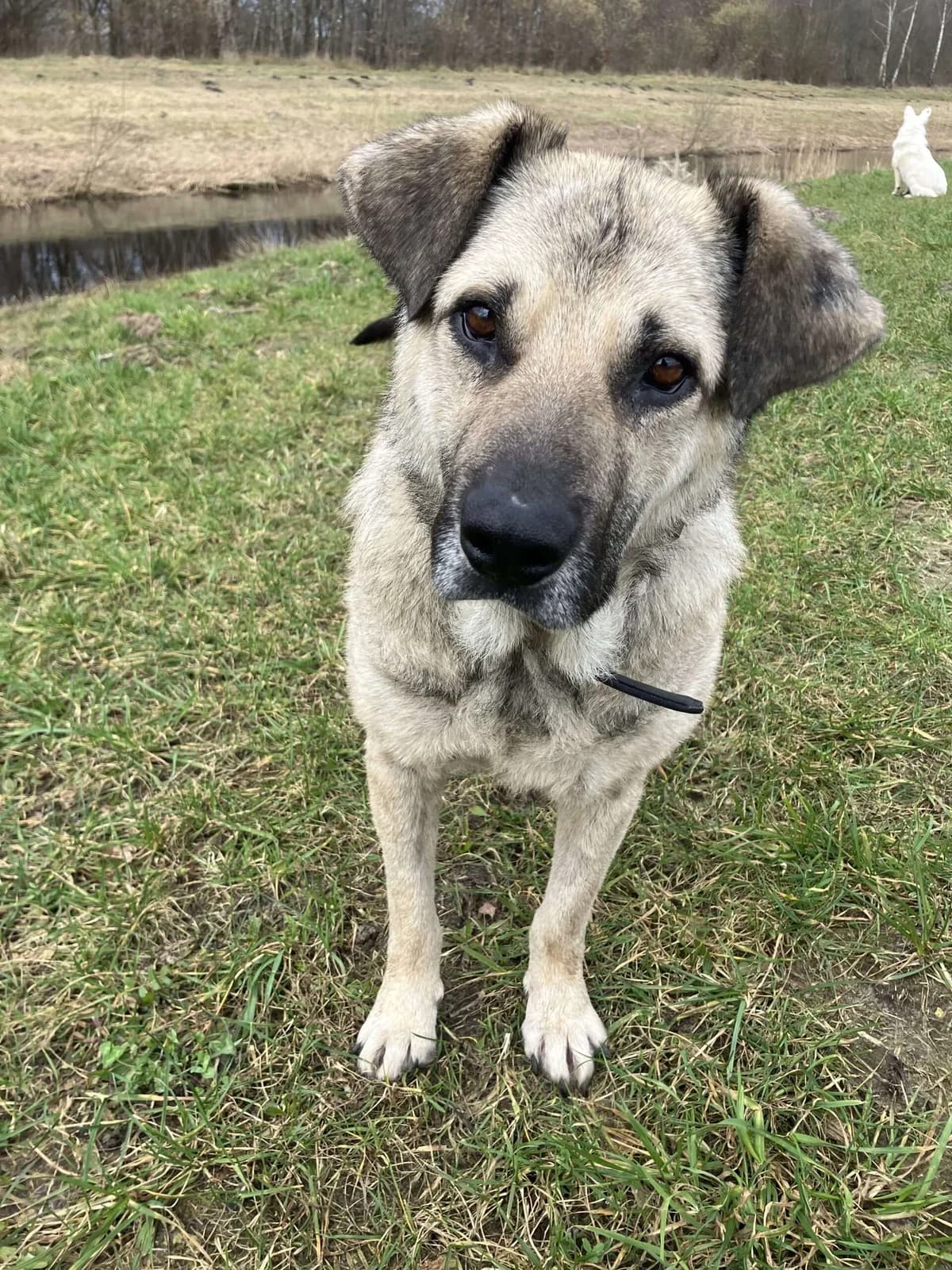 Rino ♂ 3 jaar, 3yo Mixed Breed for adoption at stichting Idemo