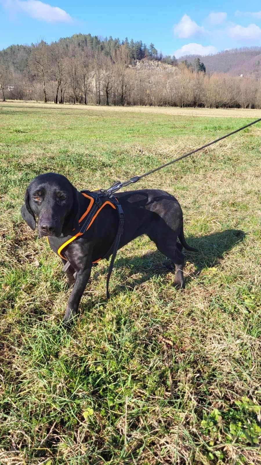 Gara ♀ 2 jaar, Mixed Breed (stichting Idemo)