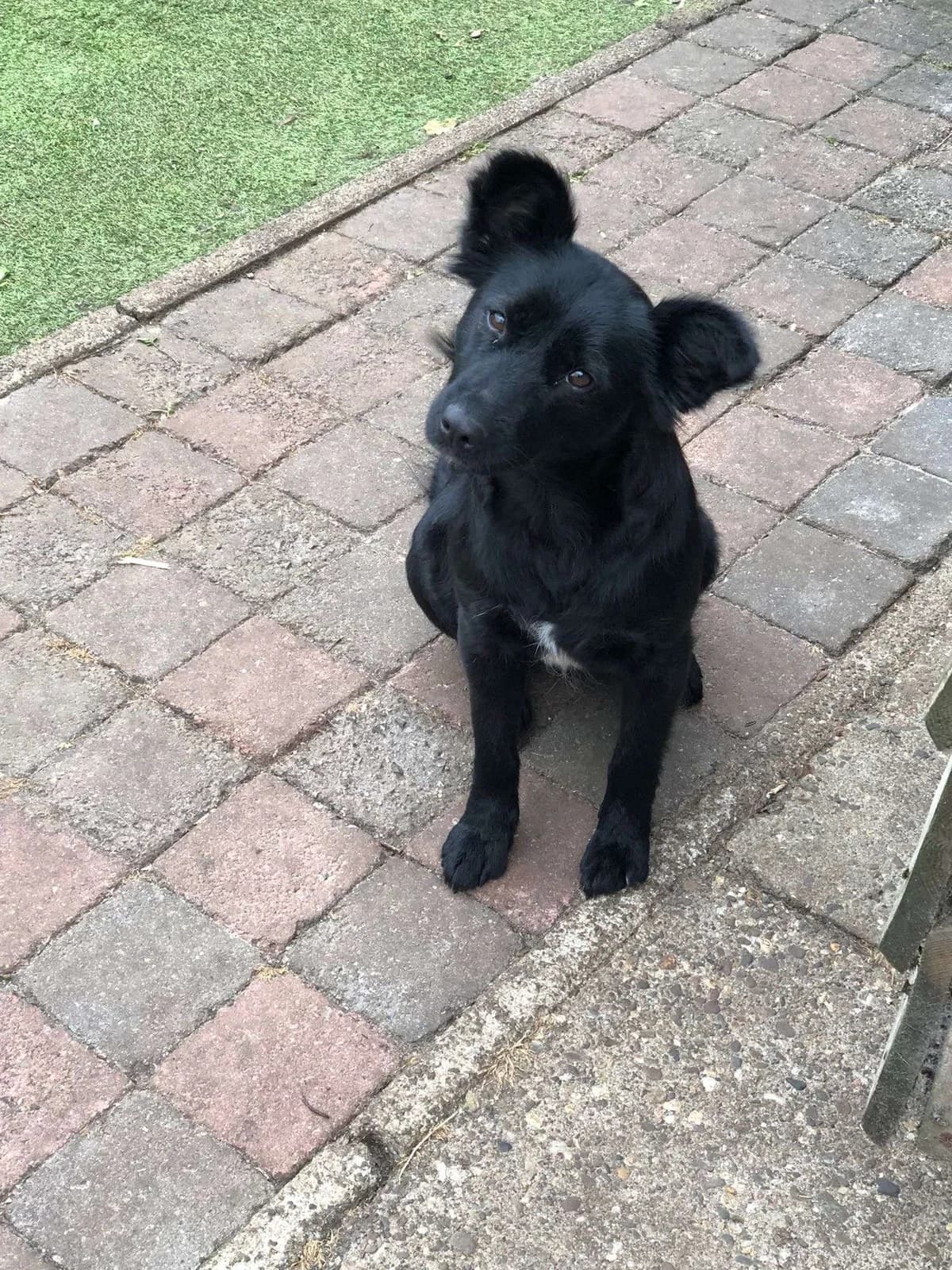 Octavia♀ 2 jaar, young Mixed Breed for adoption at stichting Idemo
