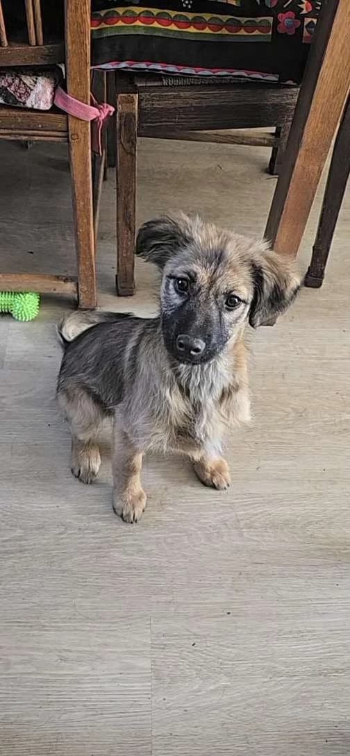 Poli♀pup, young Mixed Breed for adoption at stichting Idemo